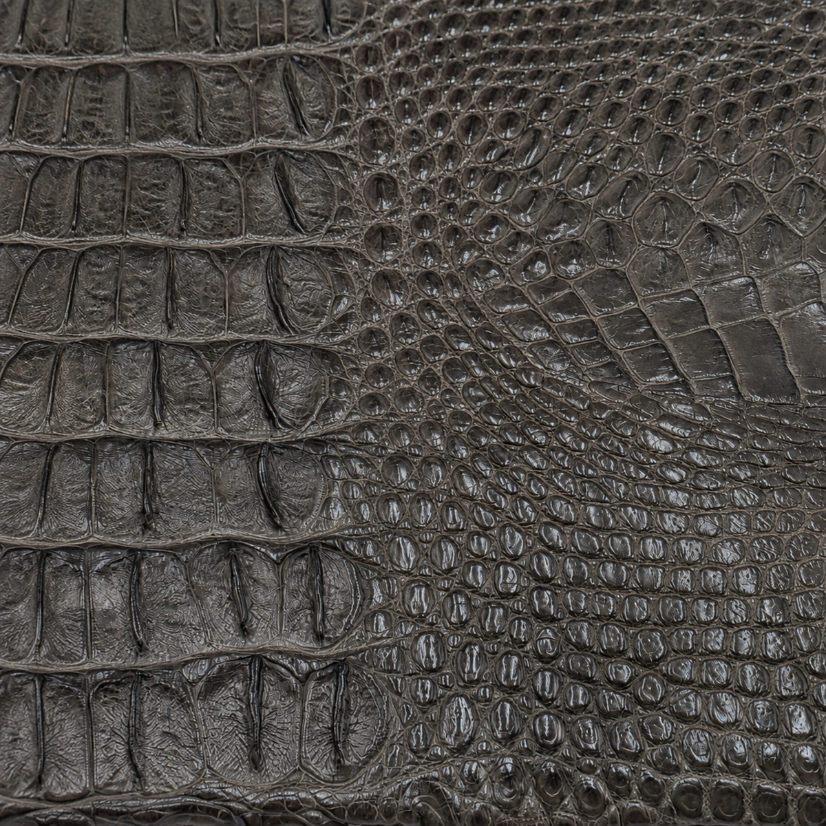 Natural taupe green crocodile skin texture showing detailed scales and organic grain character