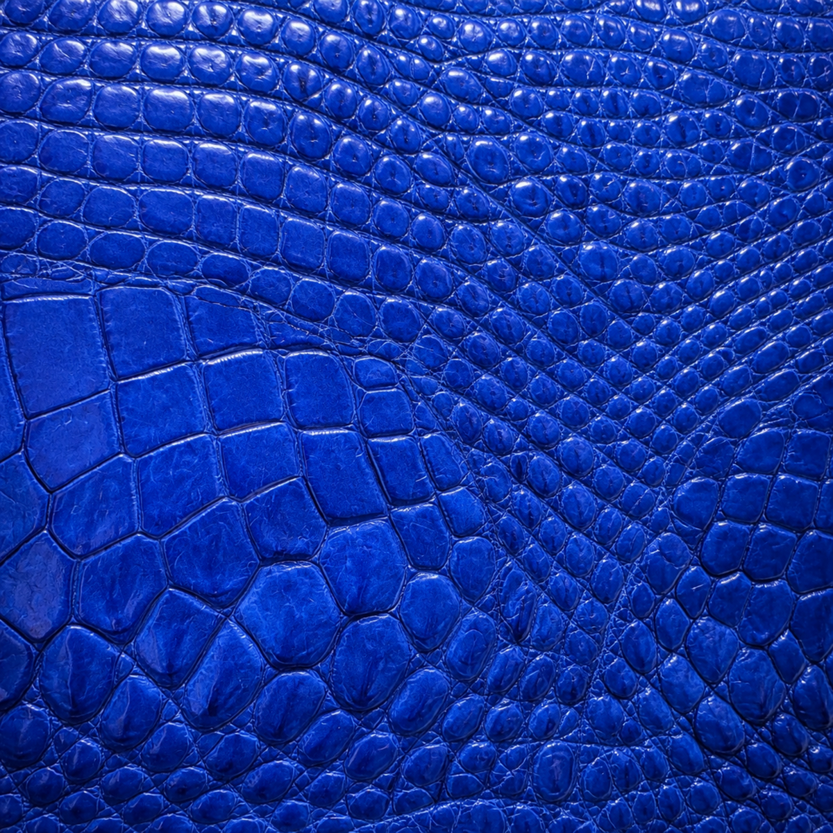 Close-up of genuine royal blue crocodile leather texture showing natural scales and fine grain