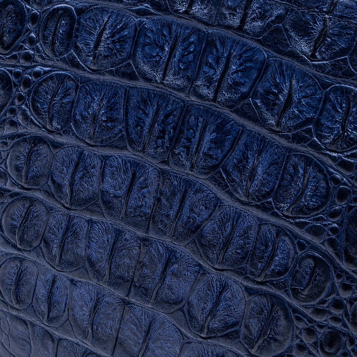 Premium deep navy crocodile leather texture with detailed natural scale and grain variation